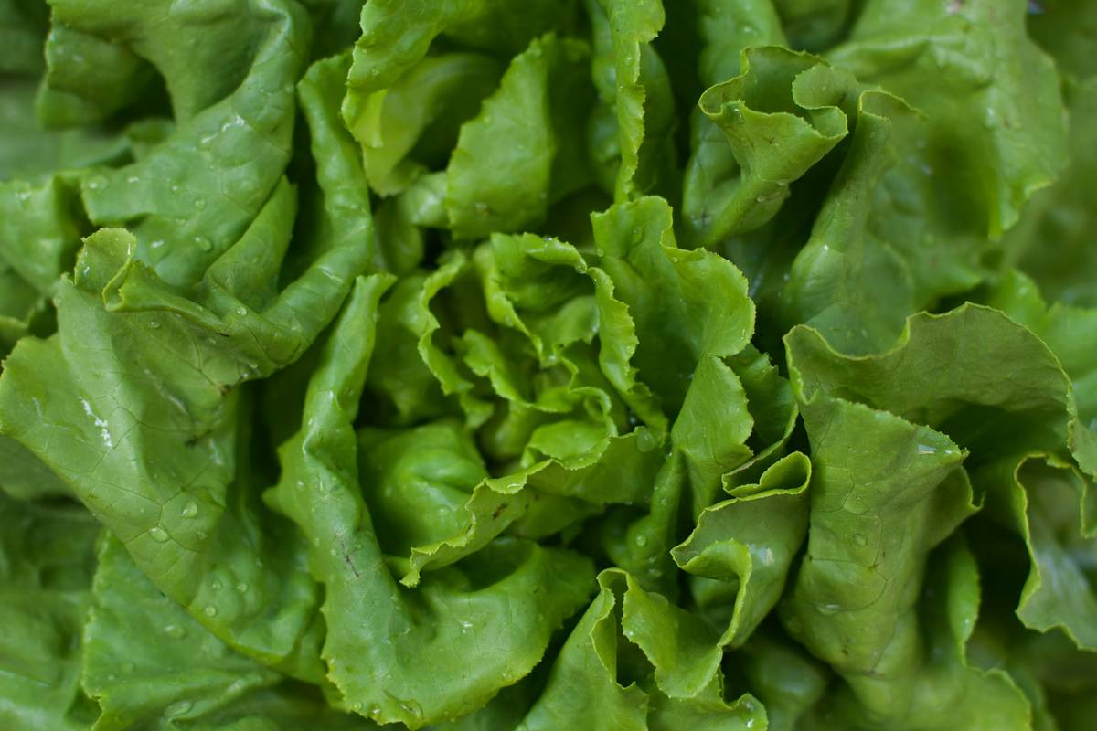 Why Organic Fresh Lettuce Is Your Skin’s New BFF: The Ultimate Guide