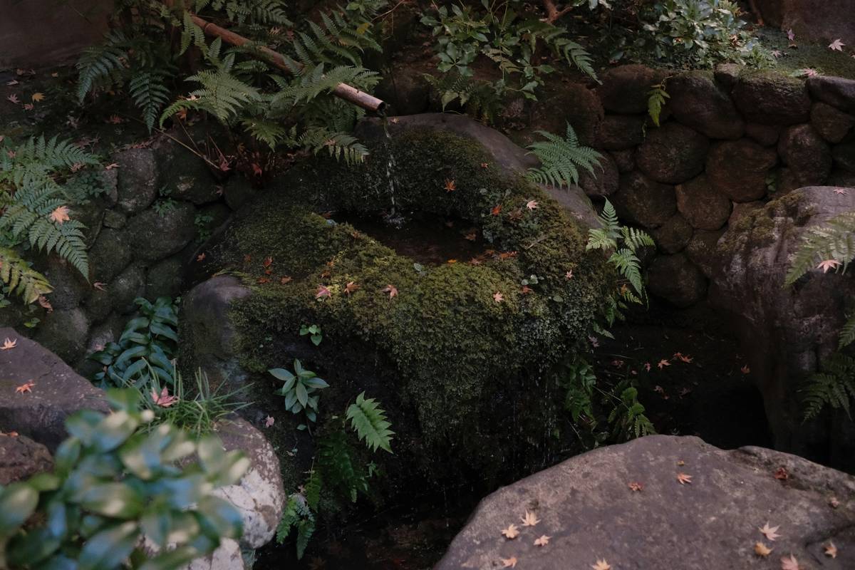 How to Cultivate a Sustainable Organic Plot for Beauty & Skincare Enthusiasts