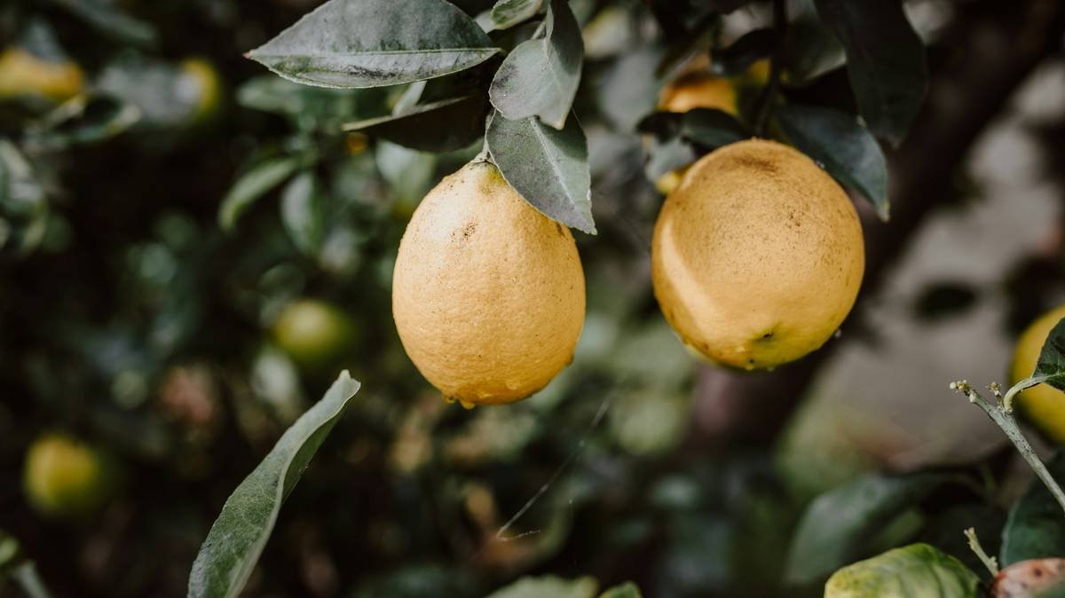 A colorful mix of fresh organic vegetables like cucumbers, carrots, and spinach laid out on a wooden table