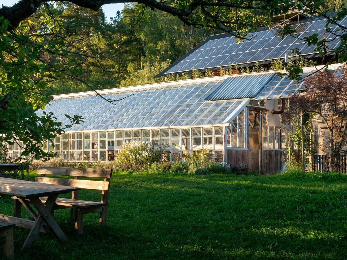 A farmer harvesting fresh organic vegetables using sustainable practices