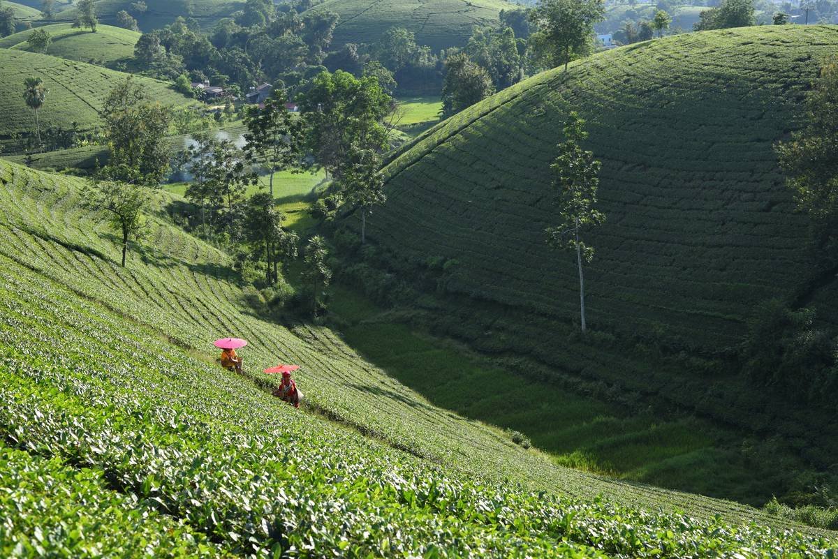 How Green Farm Techniques Are Revolutionizing Organic Beauty with Vegetables