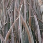 The Power of Fresh Organic Garlic in Your Beauty & Skincare Routine