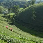 Why Eco Organic Cultivation is the Secret Ingredient for Organic Beauty