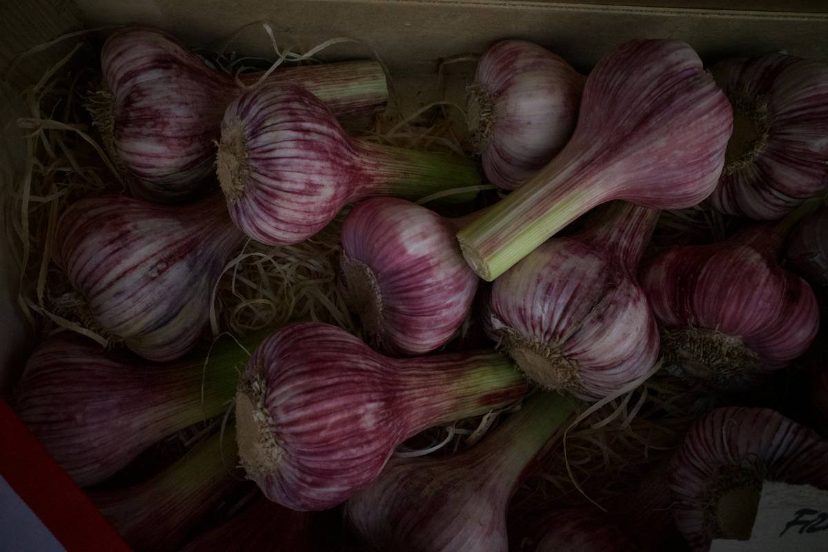 Why Fresh Organic Garlic Isn’t Just for Pasta—It’s Your Secret Skincare Weapon