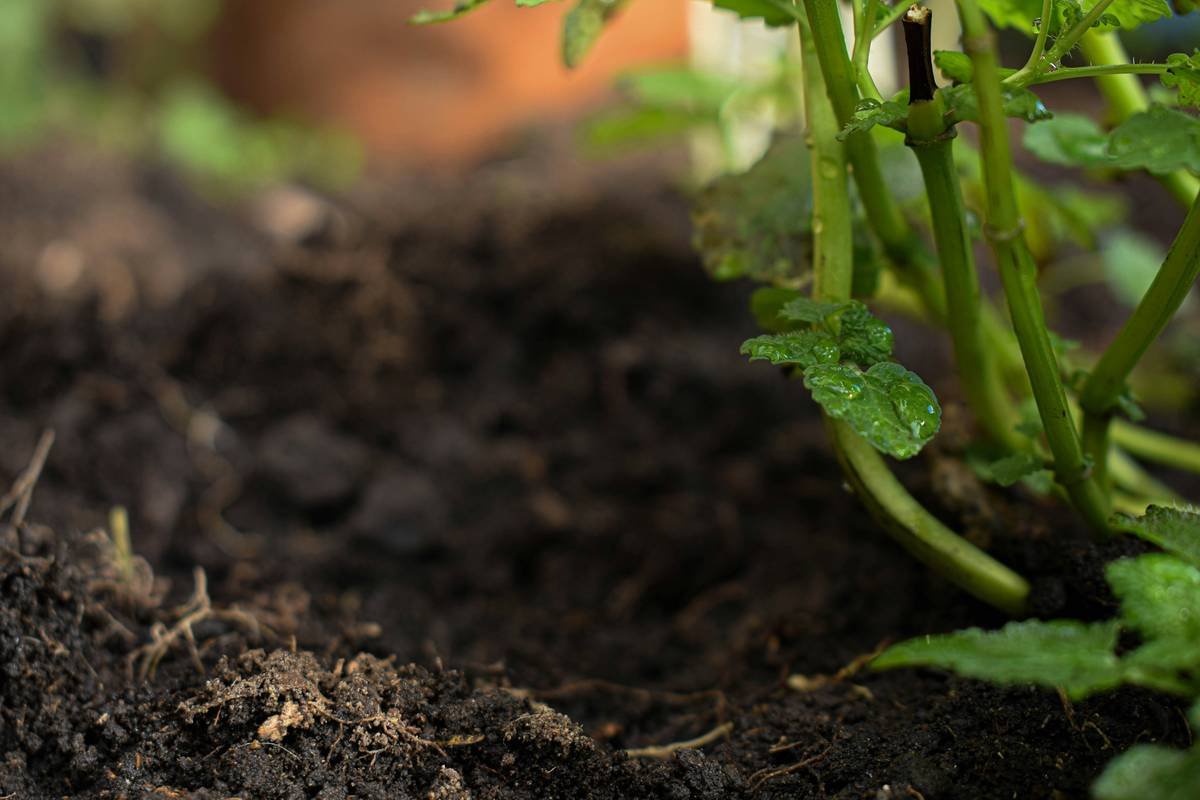 Why Sustainable Veggie Cultivation Is Your Skin’s Secret Weapon (And How to Start)