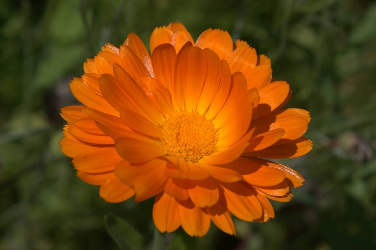Why Your Glow Starts in the Soil: Mastering the Sustainable Organic Method for Radiant Skin