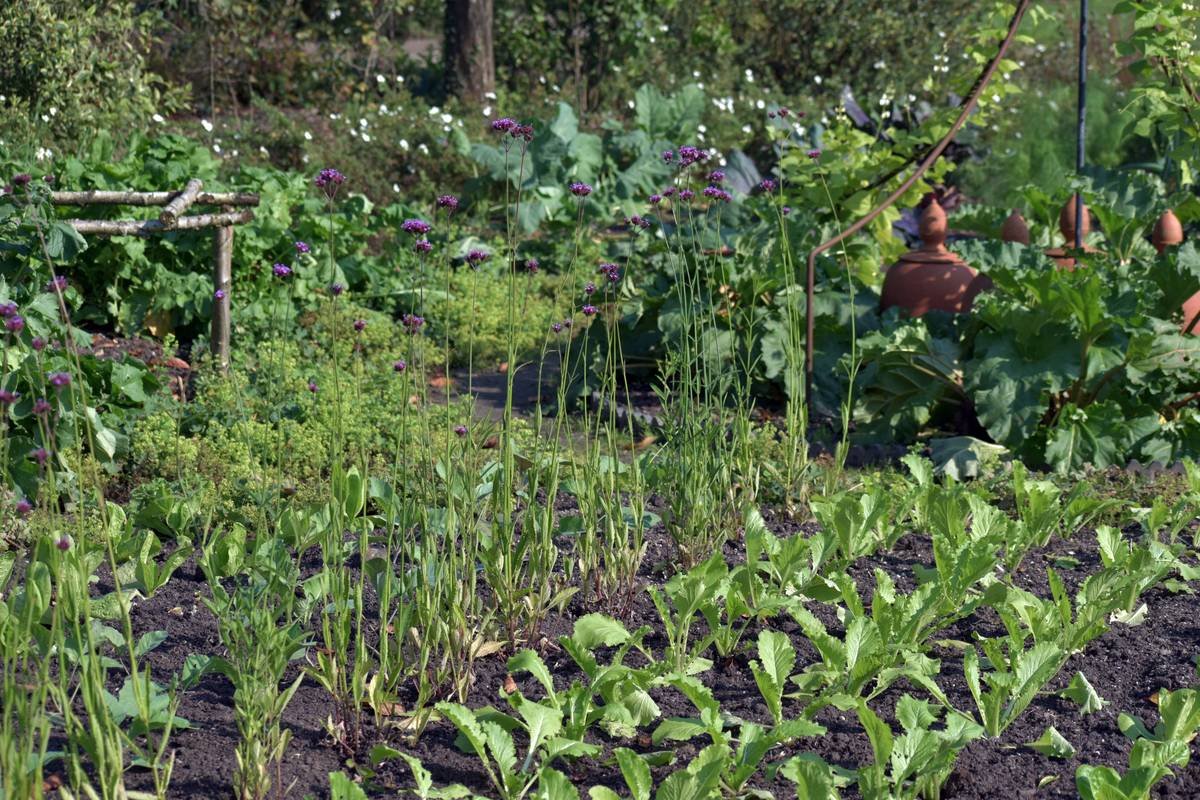 Why Your Green Organic Plot Is the Secret Weapon for Radiant Skin