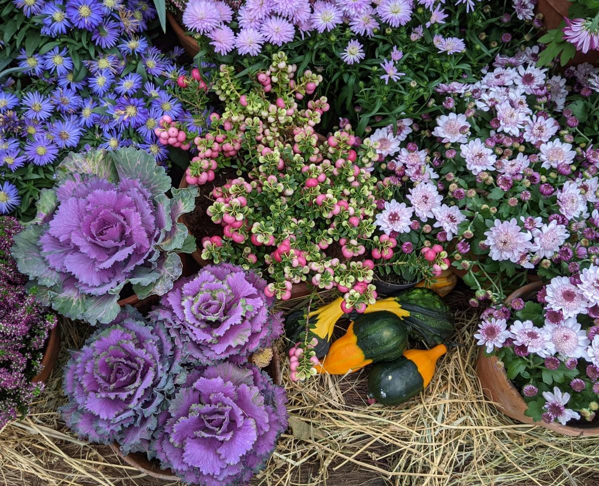 a group of flowers