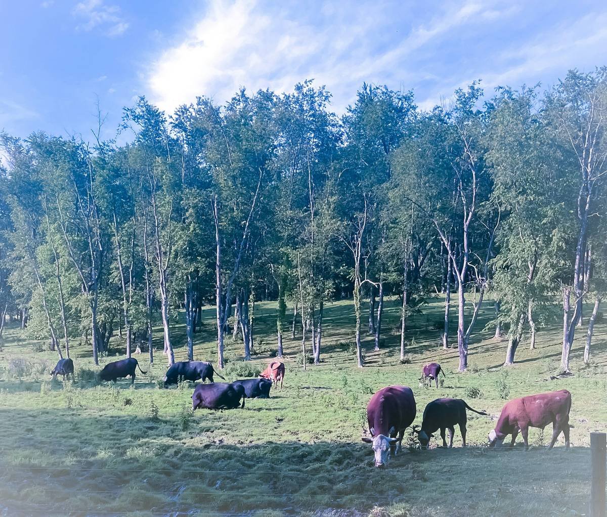A herd of cattle grazing on a lush green field