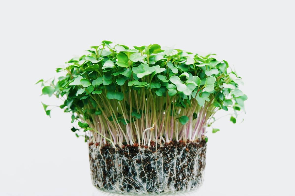 Bar chart comparing sulforaphane and vitamin C levels in broccoli sprouts vs. mature broccoli, radish sprouts vs. full-grown radishes