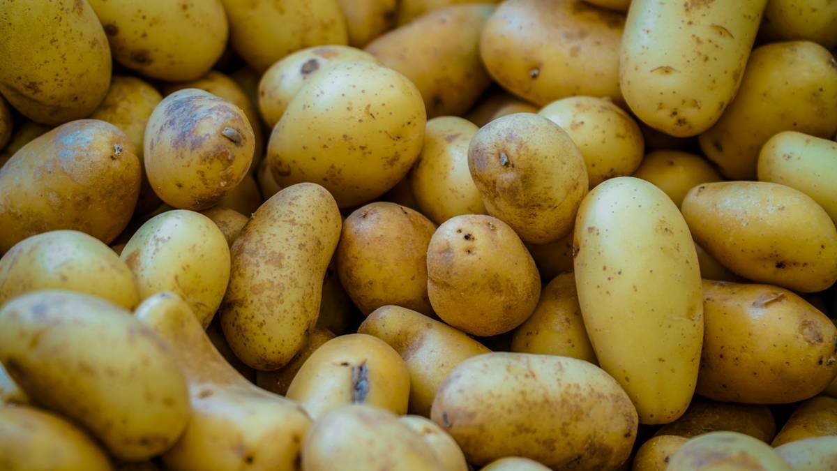 Here's a caption: potatoes galore, ready for cooking.