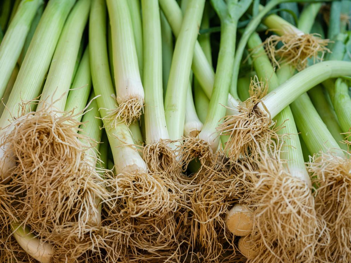 Infographic showing fresh organic leek nutrient profile: high in kaempferol, quercetin, vitamin K, folate, and organosulfur compounds with anti-inflammatory and antioxidant properties for skin health