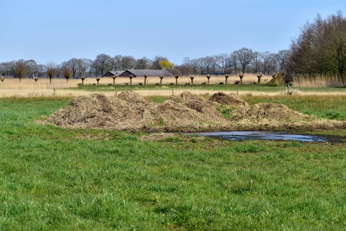 Manure heap (Nature - Netherlands)