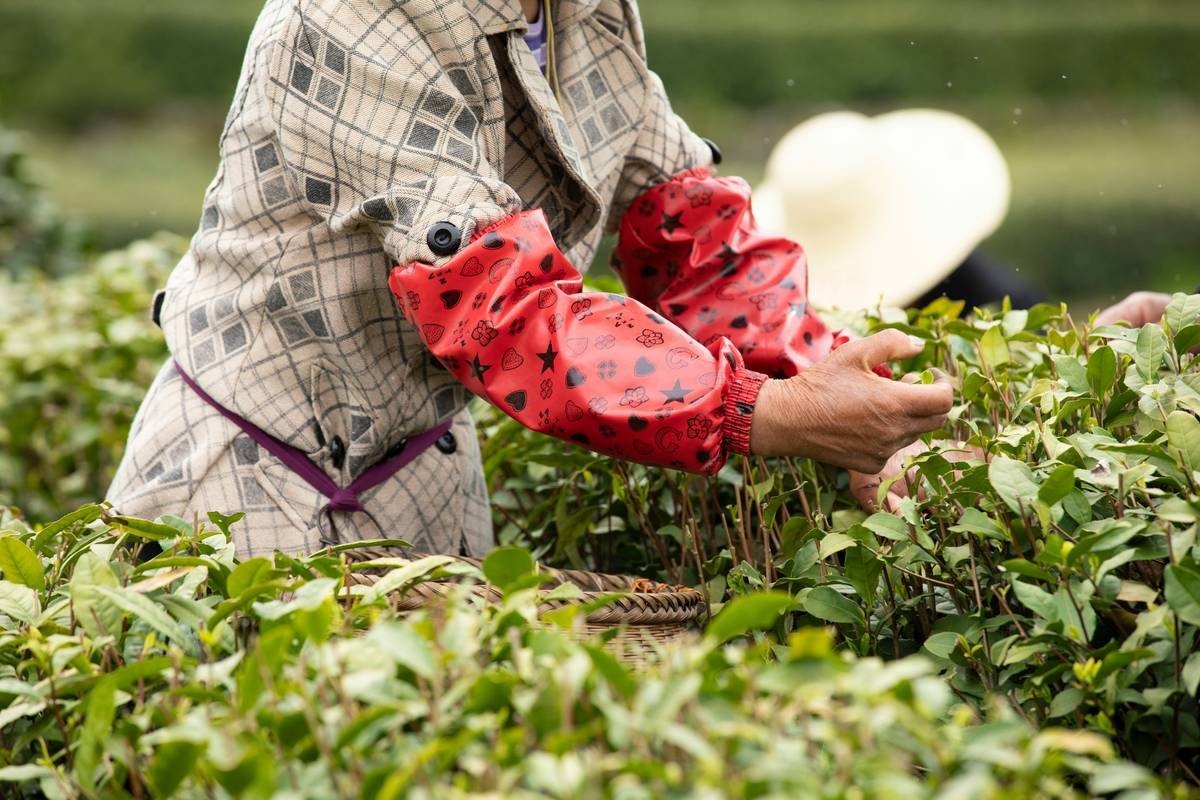 Picking tea