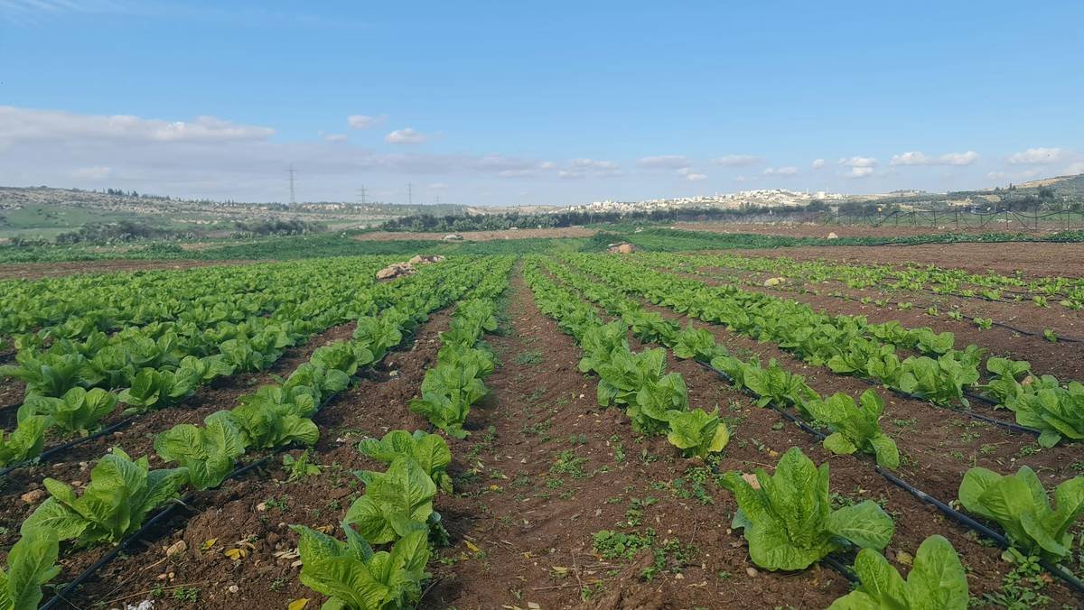 This picture depicts a lettuce field in a Palestinian village west of Ramallah.
