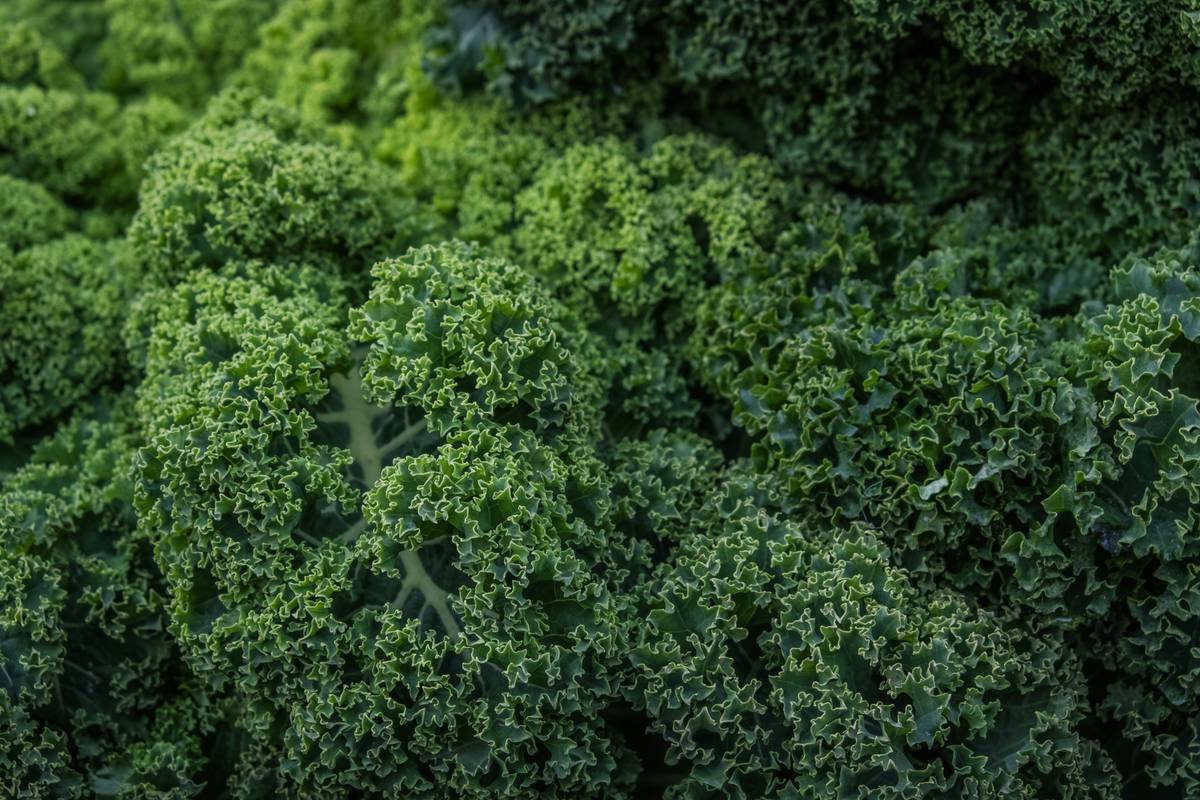 Why Fresh Organic Kale Is Your Skin’s Secret Superfood (And How to Use It Right)