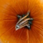 Why Fresh Organic Pumpkin Is Your Skin’s Secret Superfood (And How to Use It Right)