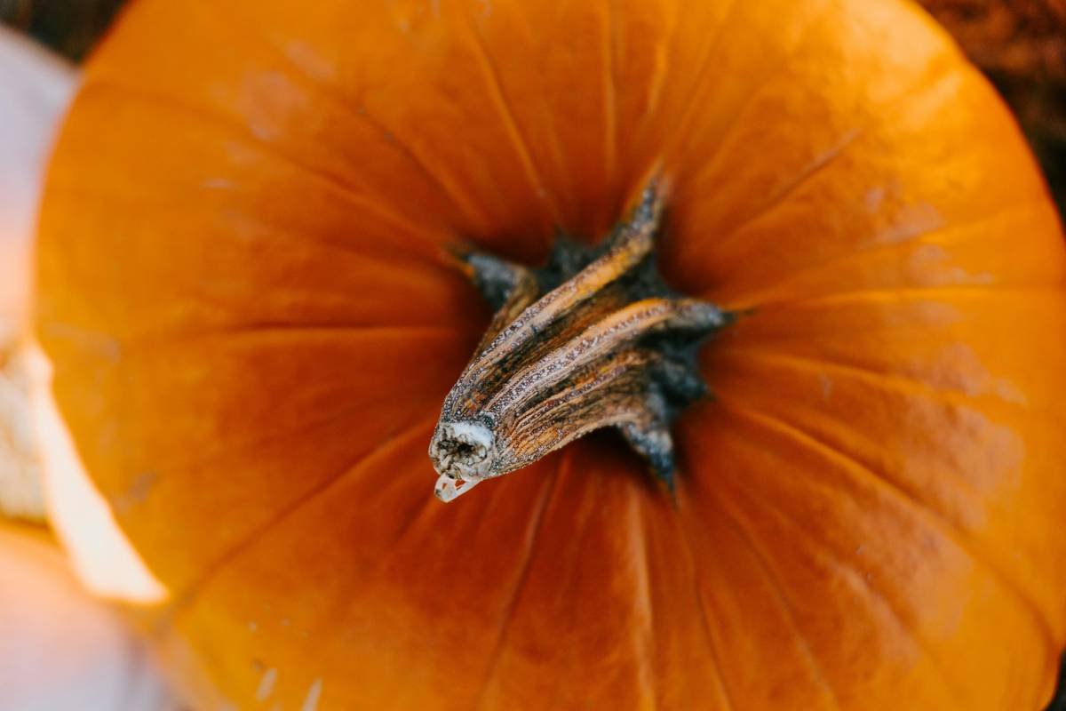 Why Fresh Organic Pumpkin Is Your Skin’s Secret Superfood (And How to Use It Right)