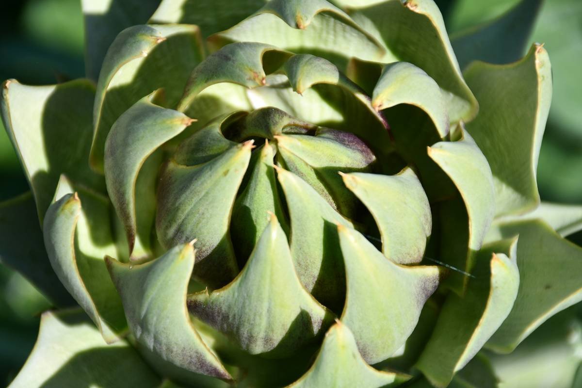 Why Organic Fresh Artichoke Might Be Your Skin’s New Best Friend (And How to Use It Right)