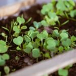 Why Organic Fresh Sprout Is Your Skin’s Secret Superfood (And How to Use It Right)