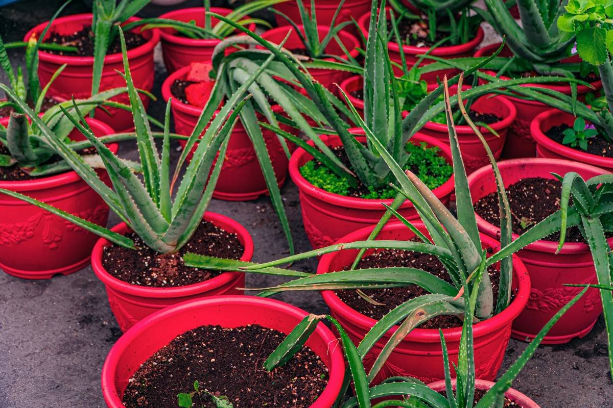 Why Your Organic Skincare Routine Needs a Sustainable Veggie Technique (And How to Actually Do It)