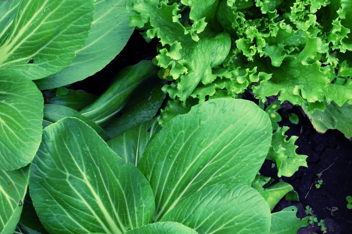 Why Your Skin Loves an Eco Organic Plot (And How to Grow One That Actually Works)