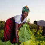 Why Your Skincare Routine Starts in the Soil: The Truth About Green Veggie Cultivation