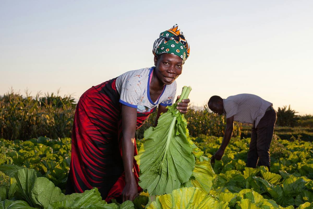 Why Your Skincare Routine Starts in the Soil: The Truth About Green Veggie Cultivation