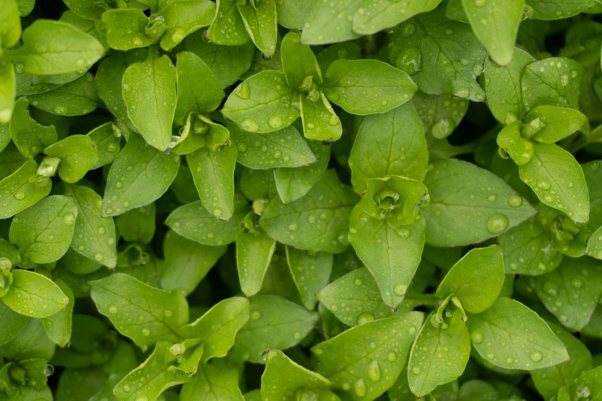 Bar chart comparing vitamin C, A, and K content in organic fresh watercress vs. kale, spinach, and broccoli per 100g