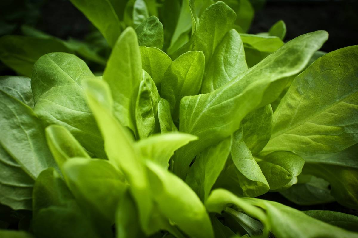 Fresh lettuce leaves, close up, macro