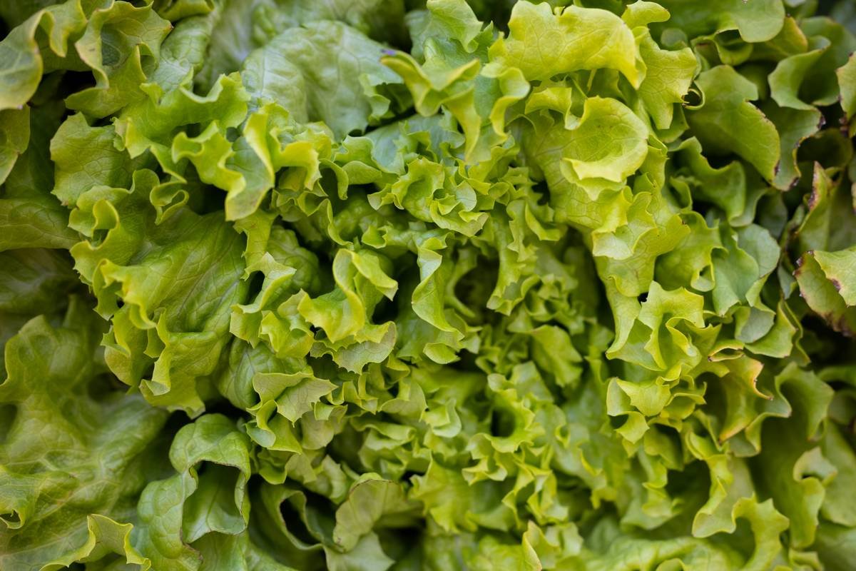 Infographic comparing nutrient density of fresh organic escarole vs. kale and spinach for skin health