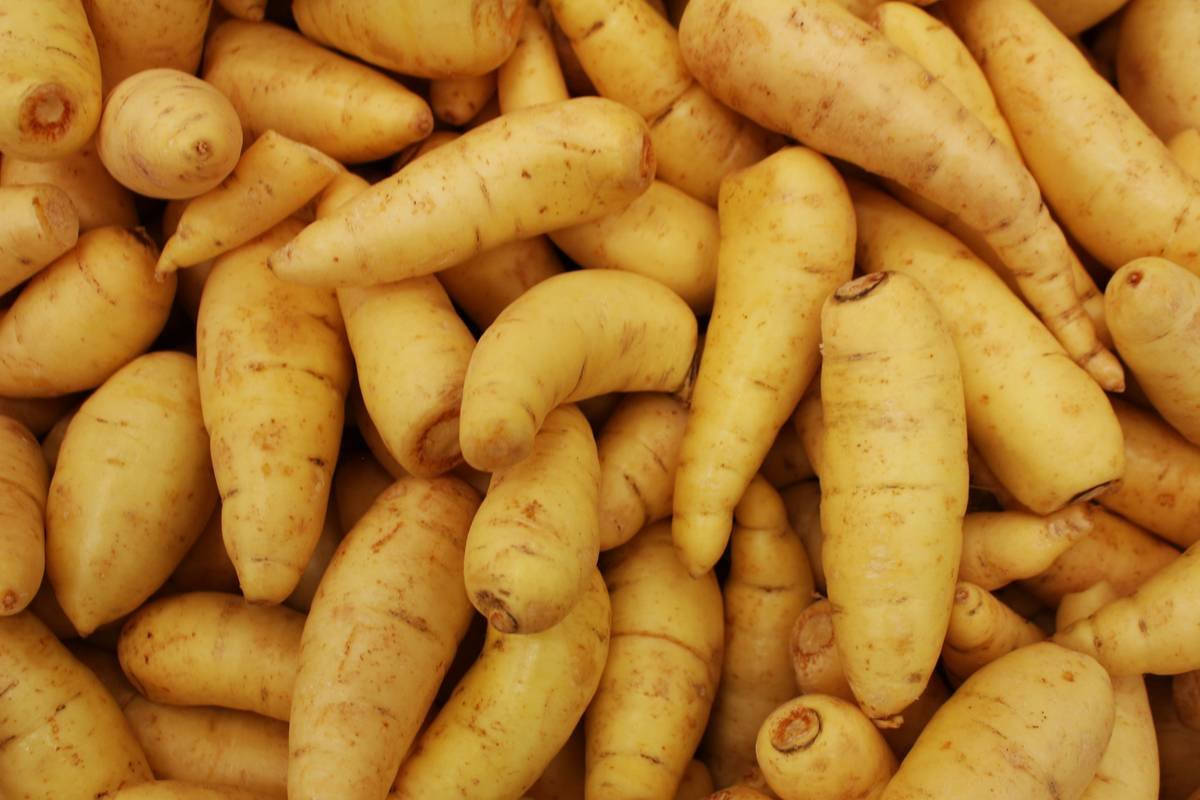 Infographic comparing nutrient profile of organic vs conventional parsnip: vitamin C, falcarinol levels, and pesticide residue data