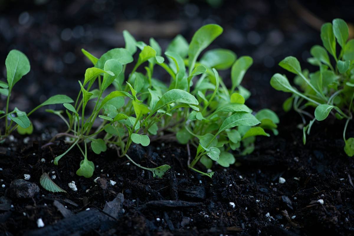 Infographic showing nutrient comparison: fresh organic arugula vs. conventional arugula—highlighting 40% higher vitamin C and undetectable pesticide residues in organic version
