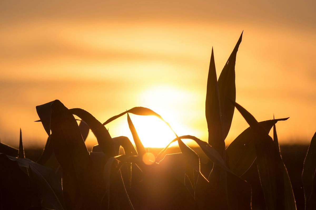 silhouette of plant under cloudy sky