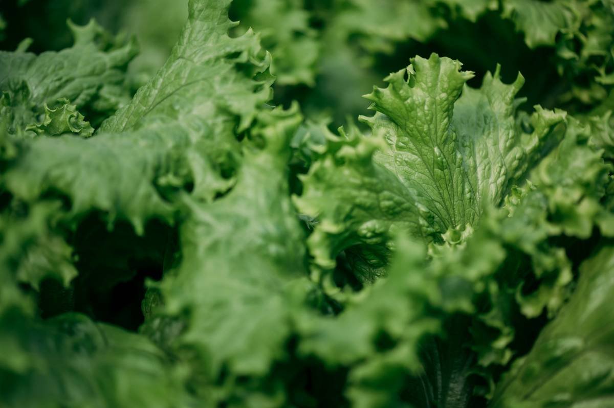 Why Fresh Organic Escarole Is Your Skin’s Secret Superfood (And How to Use It Right)