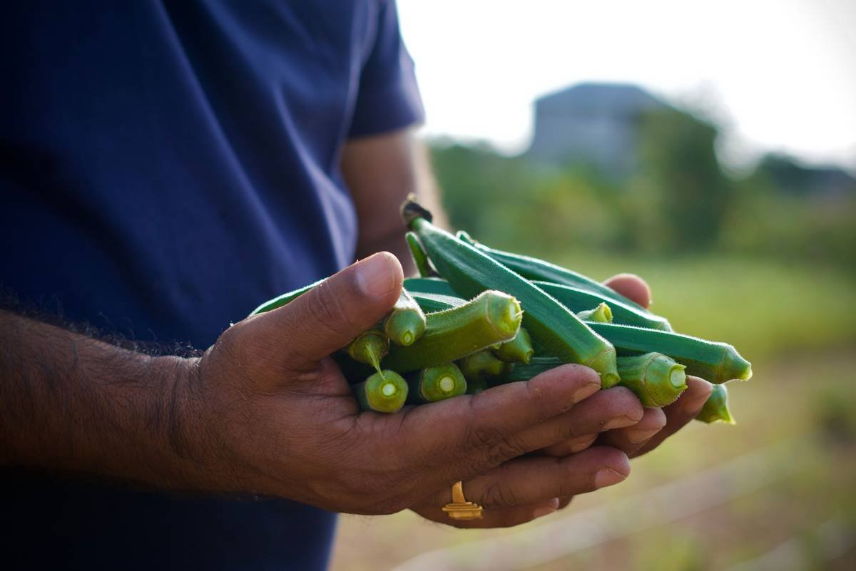Why Fresh Organic Okra Might Be Your Skin’s Secret Weapon (And How to Use It Right)