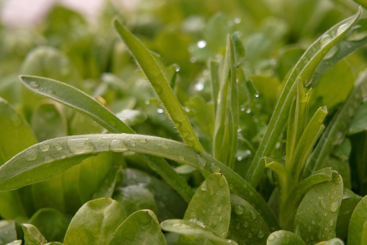 Why Organic Fresh Dandelion Is Your Skin’s Secret Weapon (And How to Actually Use It)