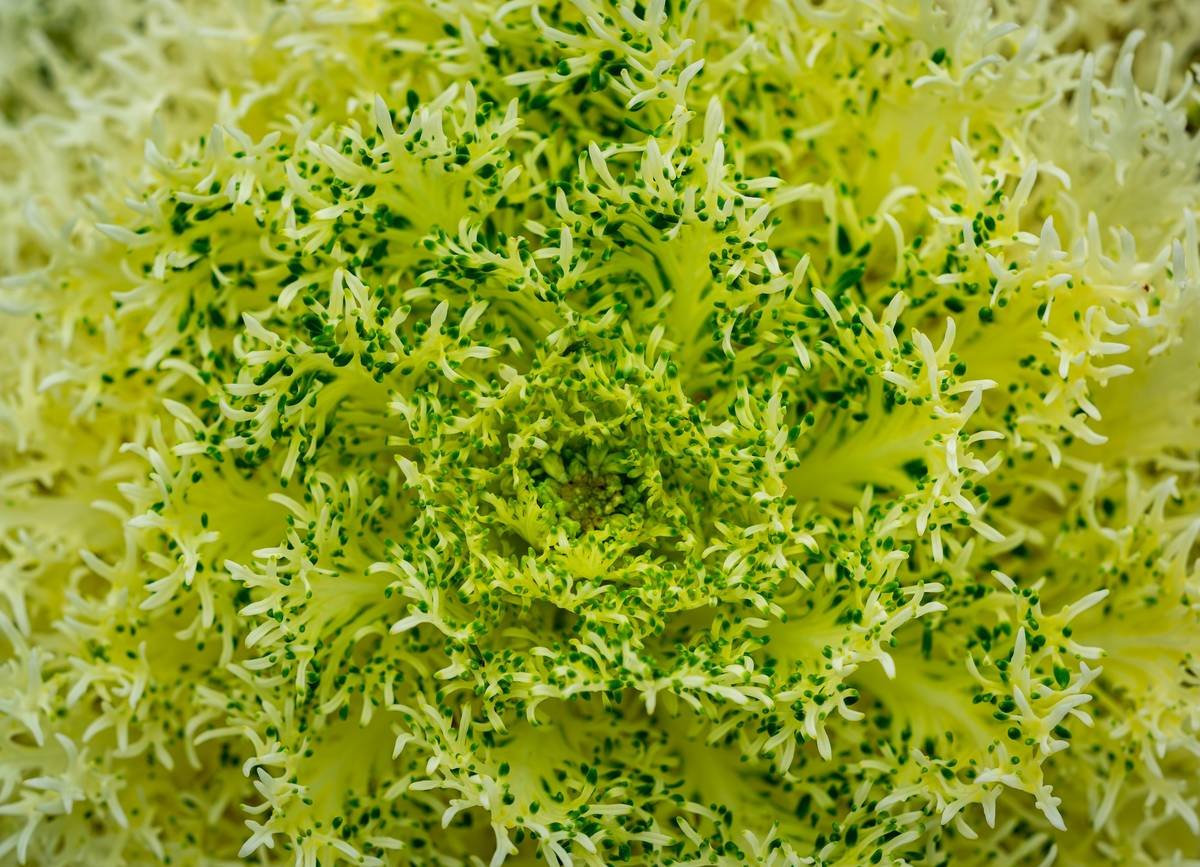 Why Organic Fresh Endive Is Your Skin’s Secret Superfood (And How to Use It Right)