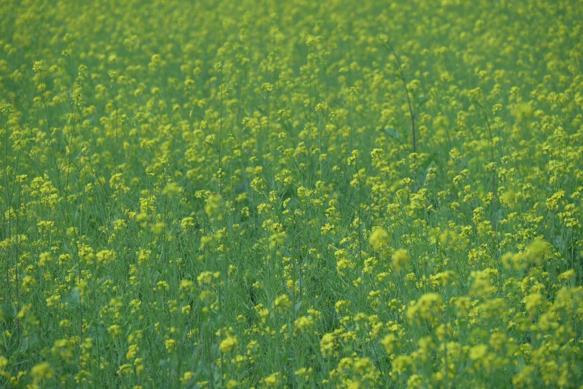 Before and after photos showing reduced facial redness and smoother skin texture after 6 weeks of organic fresh mustard use
