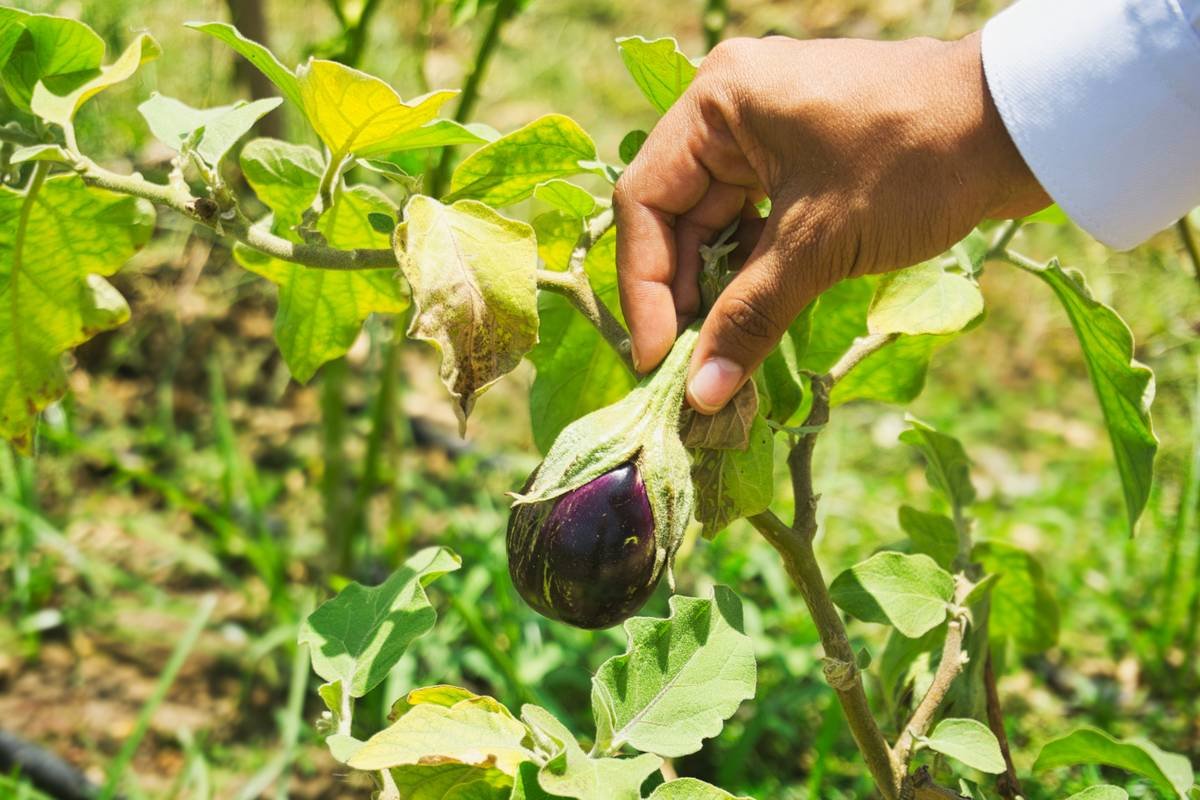 Hand picking a ripe eggplant from a plant.