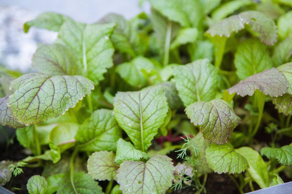 Infographic comparing glucosinolate levels in organic vs conventional mustard greens showing 42% higher antioxidants in organic