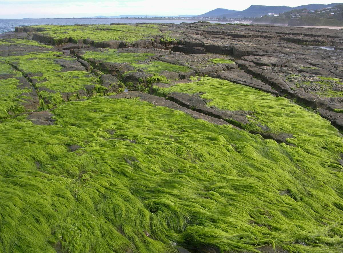 Lush long green moss covers the flat patterned surface of ocean rock on the shoreline of the Australian sea with tall cliffs in the background.