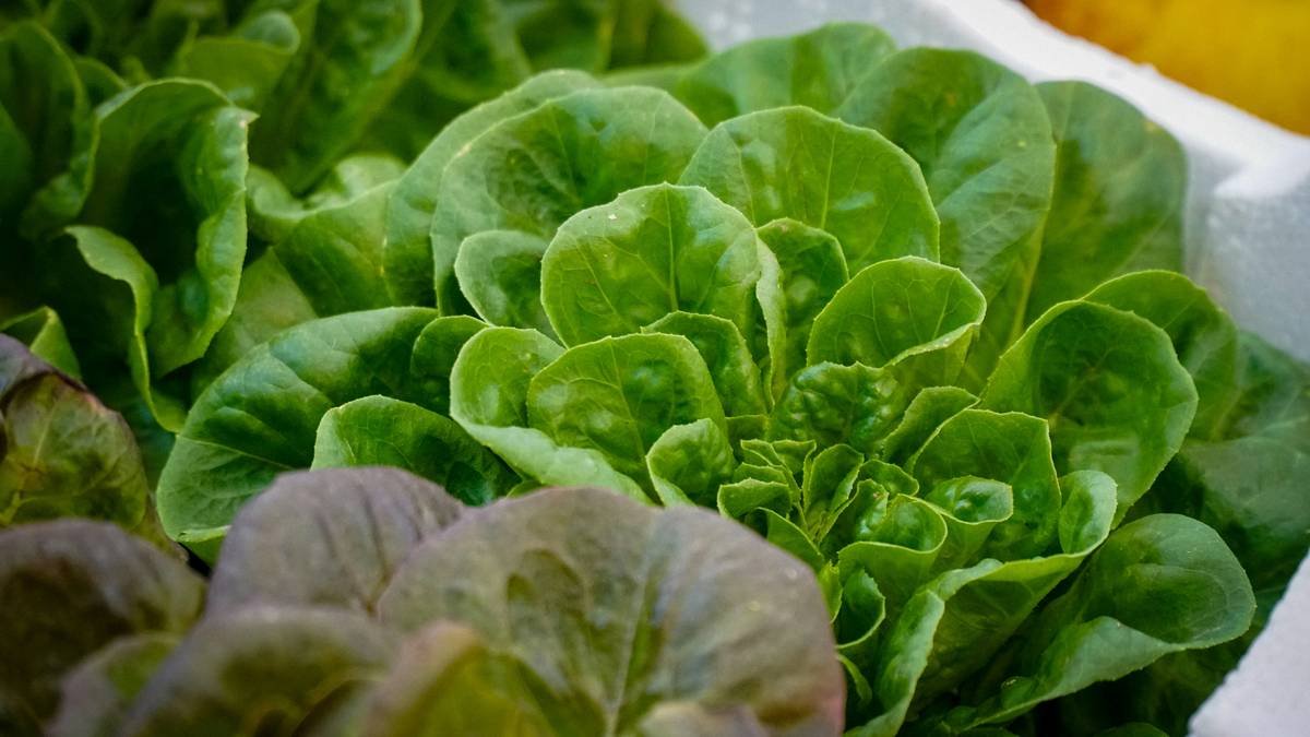 Nutritional comparison chart showing vitamins A, C, and K in fresh organic romaine vs. iceberg lettuce