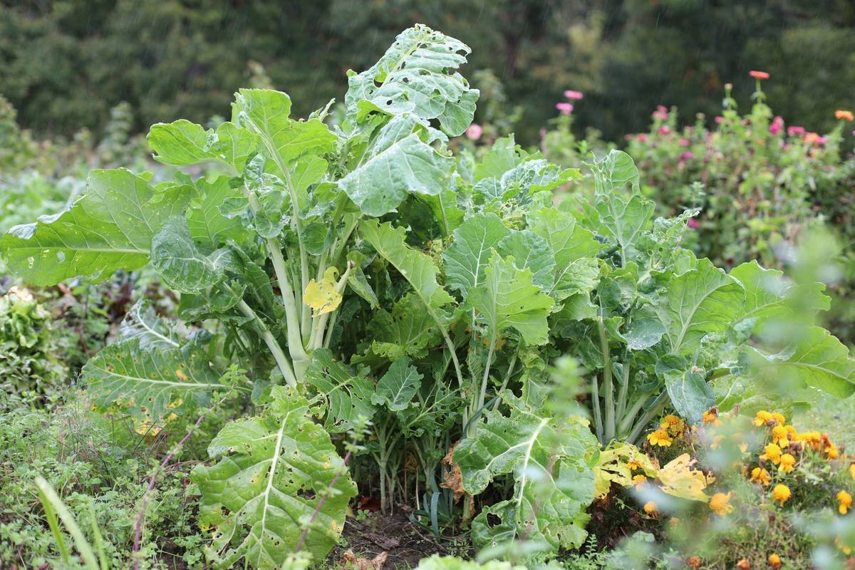 Bar chart comparing antioxidant levels in permaculture vs conventional vegetables showing 40-60% higher levels in permaculture crops