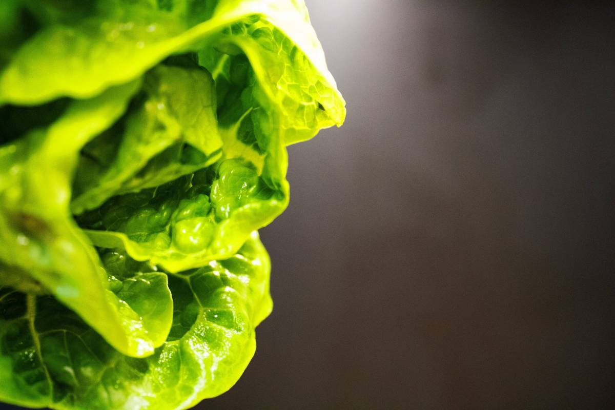 Why Fresh Organic Romaine Is Your Skin’s Secret Weapon (and How to Use It Right)