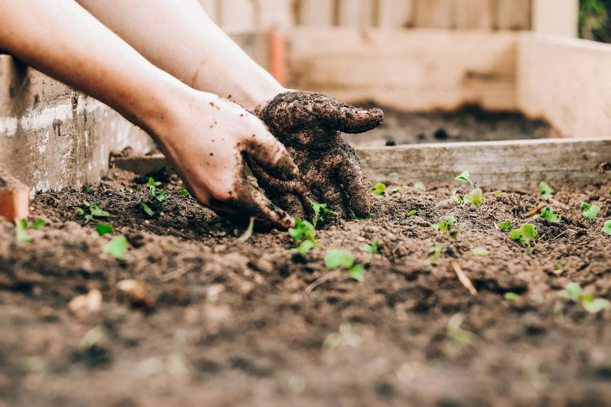 Why Your Skincare Starts in the Soil: The Real Power of Nutrition Vegetable for Glowing Skin