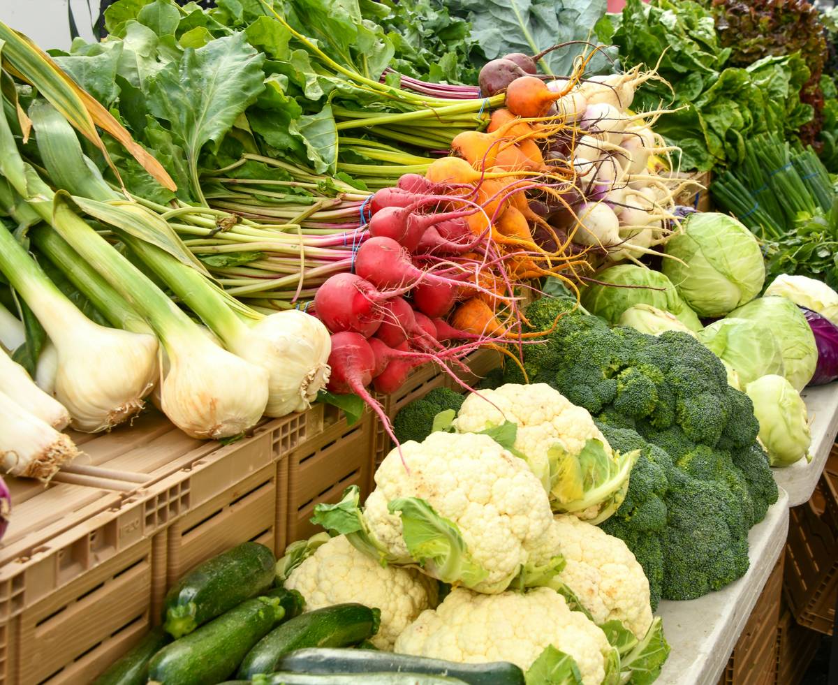Close-up of hands holding fresh organic agriculture vegetable harvest in sunlight