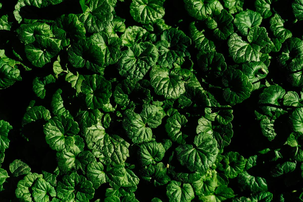 Healthy organic farming vegetable plot showing lush growth from microbial-rich soil