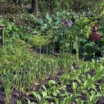 Agriculture Farming Vegetable: 7 Proven Tips to Avoid Costly Mistakes
