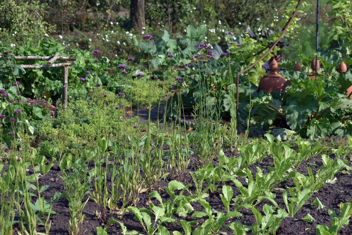Agriculture Farming Vegetable: 7 Proven Tips to Avoid Costly Mistakes